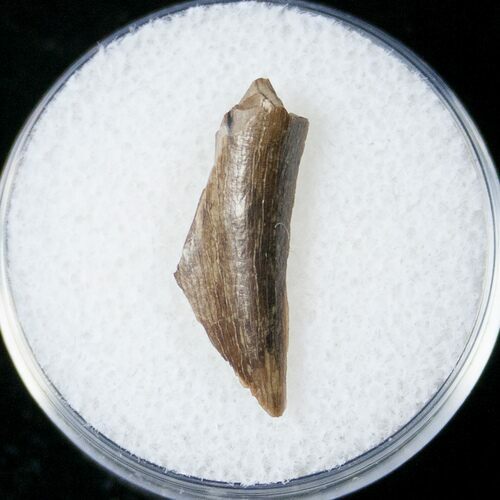 Tyrannosaurid Tooth Fragment - Montana #15199